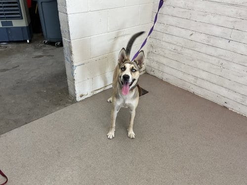 Photo of Oakley, adoptable Siberian Husky in San Bernardino, California