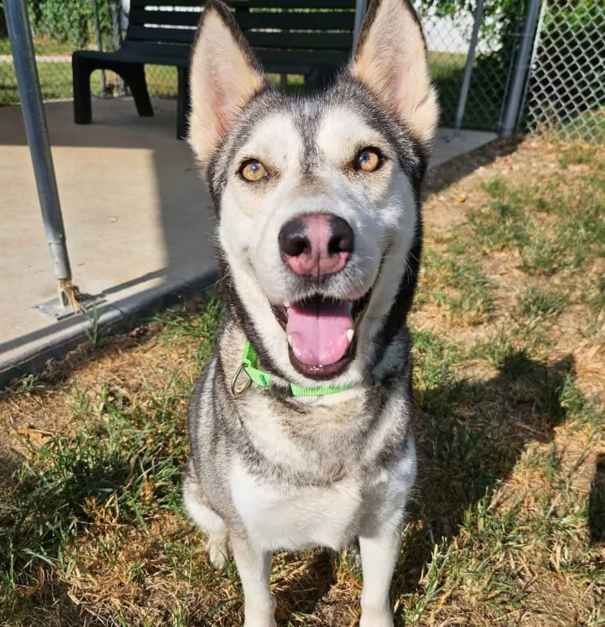 Photo of Queen Arianna, adoptable Husky in Spring, Texas