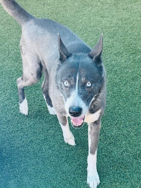 Photo of Hunter, adoptable Mixed Breed