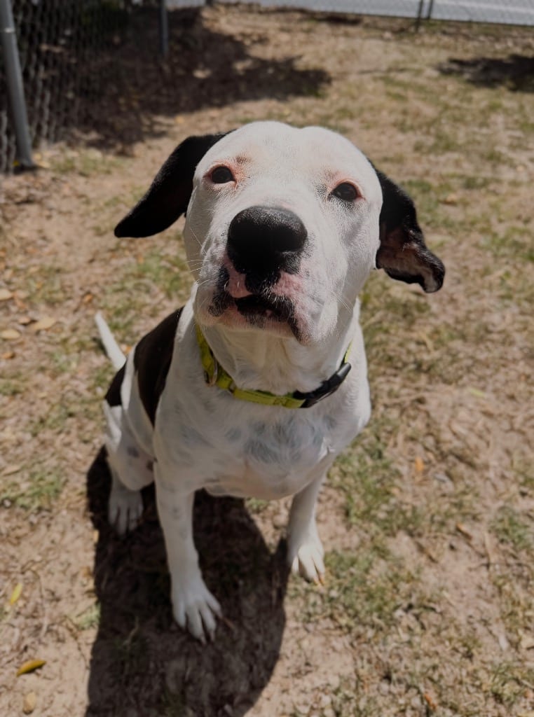 Photo of Ryder, adoptable Mixed Breed in Ocala, Florida