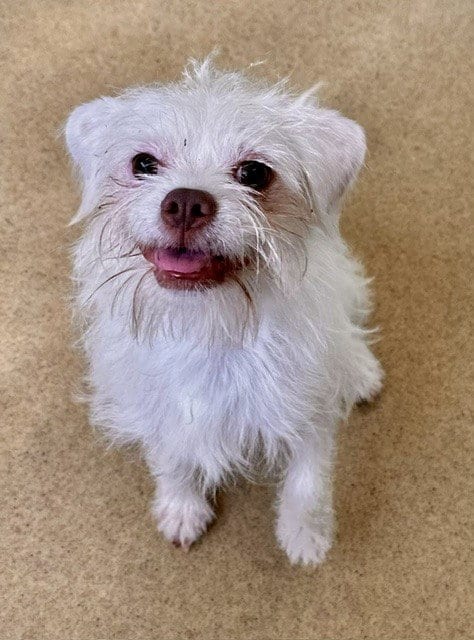 Photo of Tony, adoptable Border Terrier in Derwood, Maryland