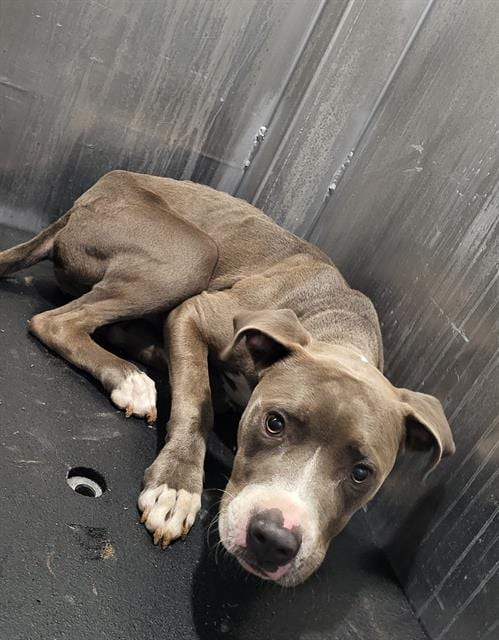 Photo of Pupkin Spice, adoptable American Staffordshire Terrier in San Antonio, Texas