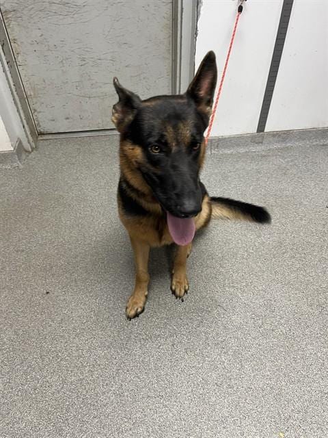 Photo of Axil, adoptable German Shepherd Dog in Palmetto, Florida
