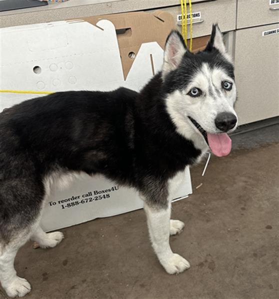Photo of Timber, adoptable Mixed Breed