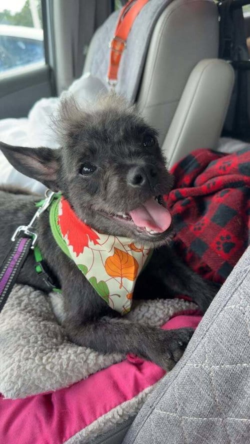 Photo of Vashti, adoptable Terrier in oakland, Florida