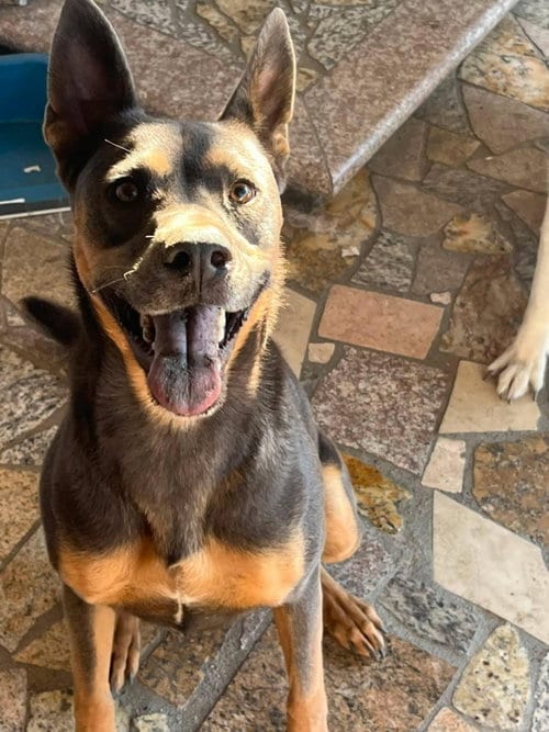 Photo of Luna, adoptable Doberman Pinscher in Los Angeles, California