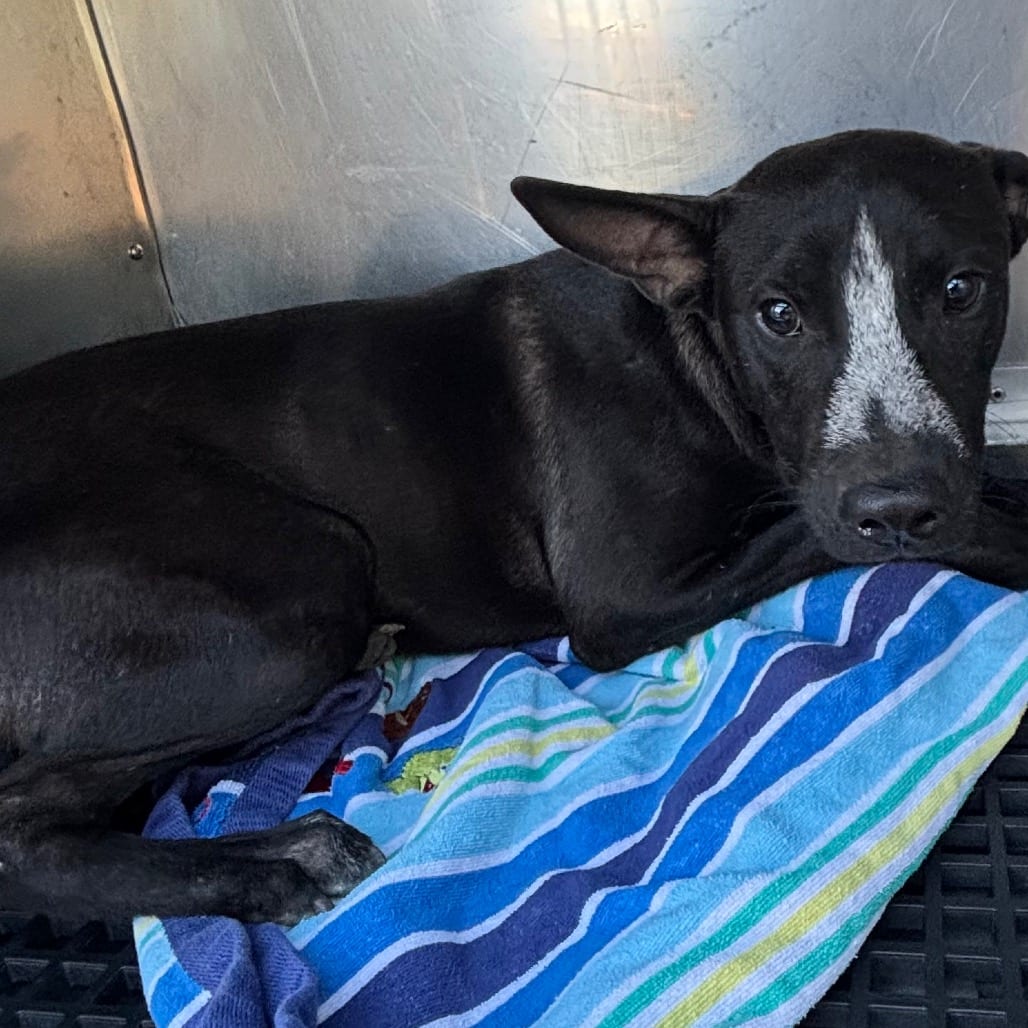 Photo of Caz, adoptable dog