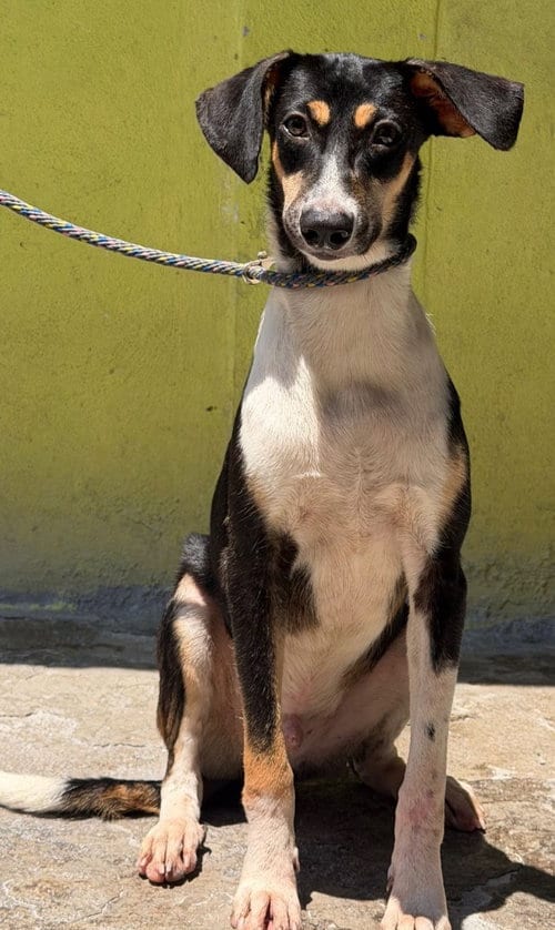 Photo of Gasper, adoptable Entlebucher in San Diego, California