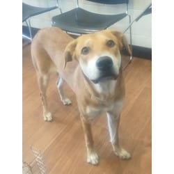 Photo of Jackie, adoptable Mixed Breed (Medium) in Baton Rouge, Louisiana
