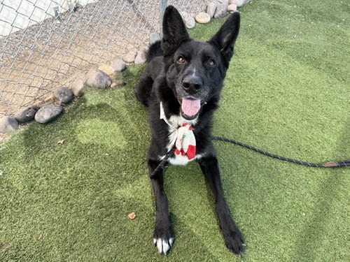 Photo of Toasty, adoptable German Shepherd Dog in Phoenix, Arizona