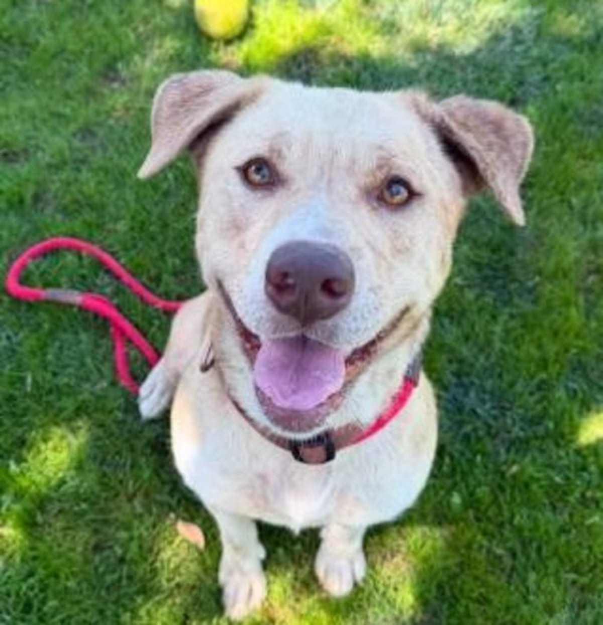 Photo of Agnes, adoptable Labrador Retriever Pit Bull Terrier in Ventura, California