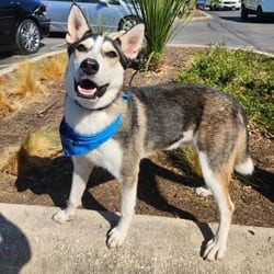 Photo of Flash Lightning JuM, adoptable Husky in Hartford, Connecticut