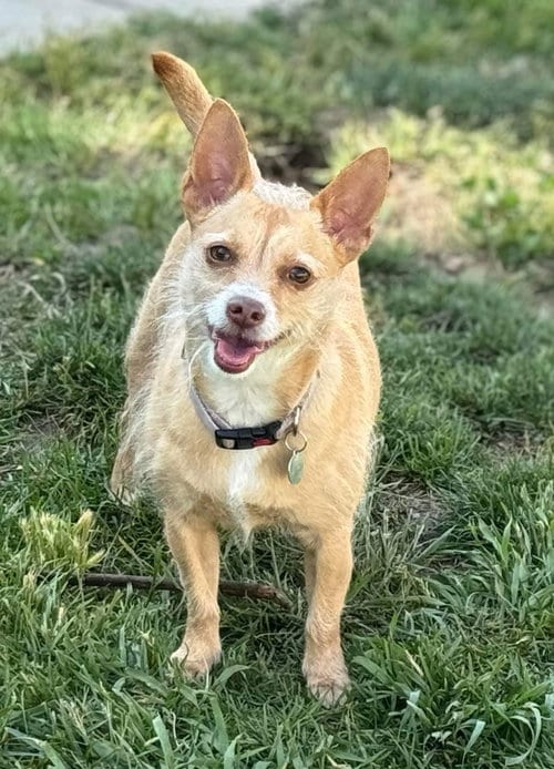 Photo of Iris, adoptable Terrier in La Verne, California