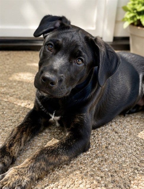 Photo of Po-Tay-To, adoptable German Shepherd Dog in Riverside, California