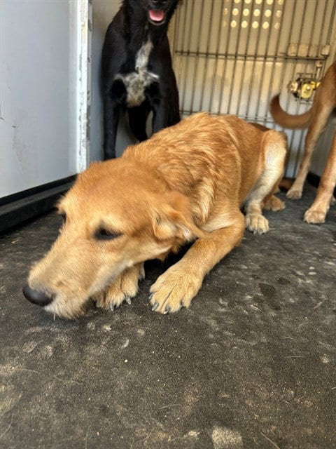 Photo of A171115, adoptable German Shepherd Dog in Bakersfield, California
