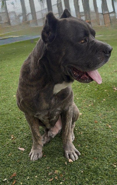 Photo of Fezzik, adoptable Cane Corso Mastiff in Baldwin Park, California