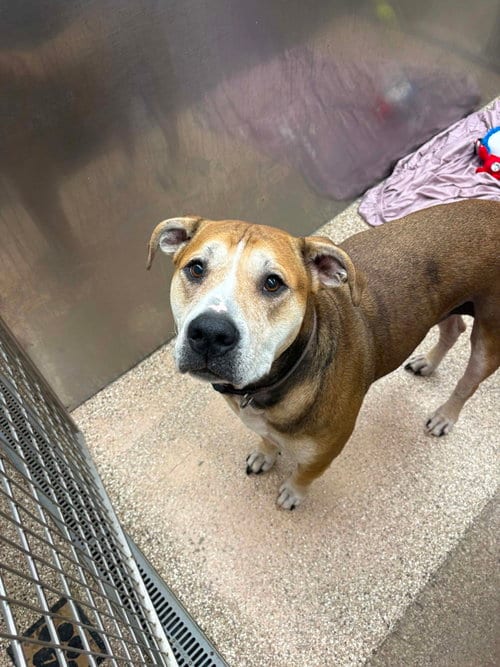 Photo of Max, adoptable Pit Bull Terrier in Martinsburg, West Virginia
