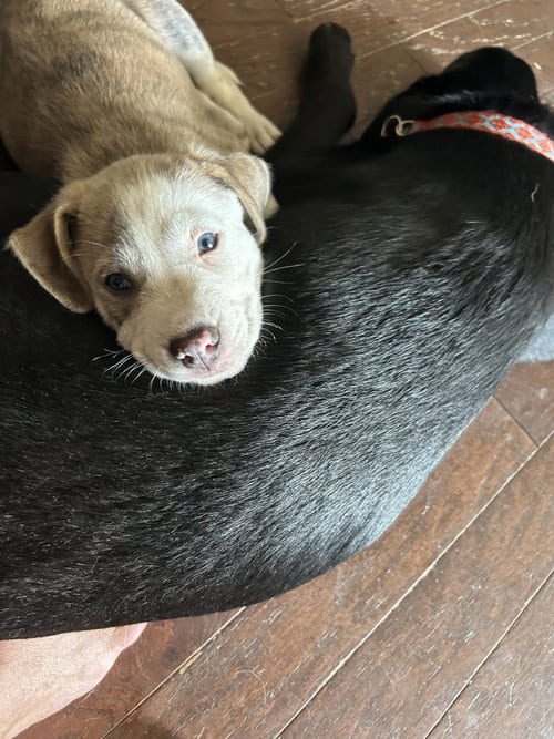 Photo of Thor, adoptable Golden Retriever in Nashville, Tennessee