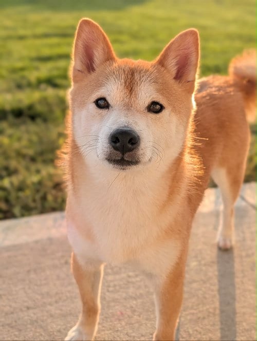 Photo of Kit, adoptable Shiba Inu in Omaha, Nebraska