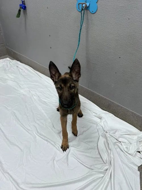 Photo of Alexa, adoptable German Shepherd Dog in Las Vegas, Nevada