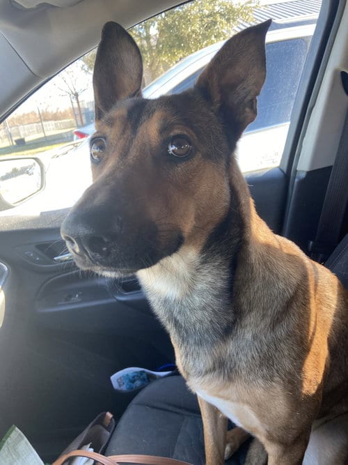 Photo of Belle, adoptable German Shepherd Dog in New Orleans, Louisiana