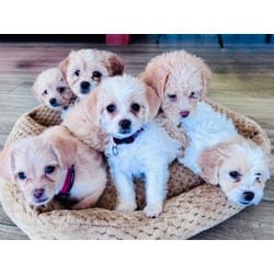 Photo of Gertie, adoptable Shih Tzu Bichon Frise in Palatine, Illinois
