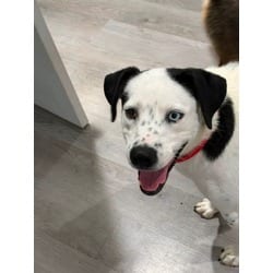 Photo of Lucinda, adoptable Collie Mixed Breed (Medium) in Blountville, Tennessee