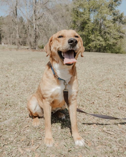 Photo of Joone, adoptable German Shepherd Dog in Attalka, Alabama