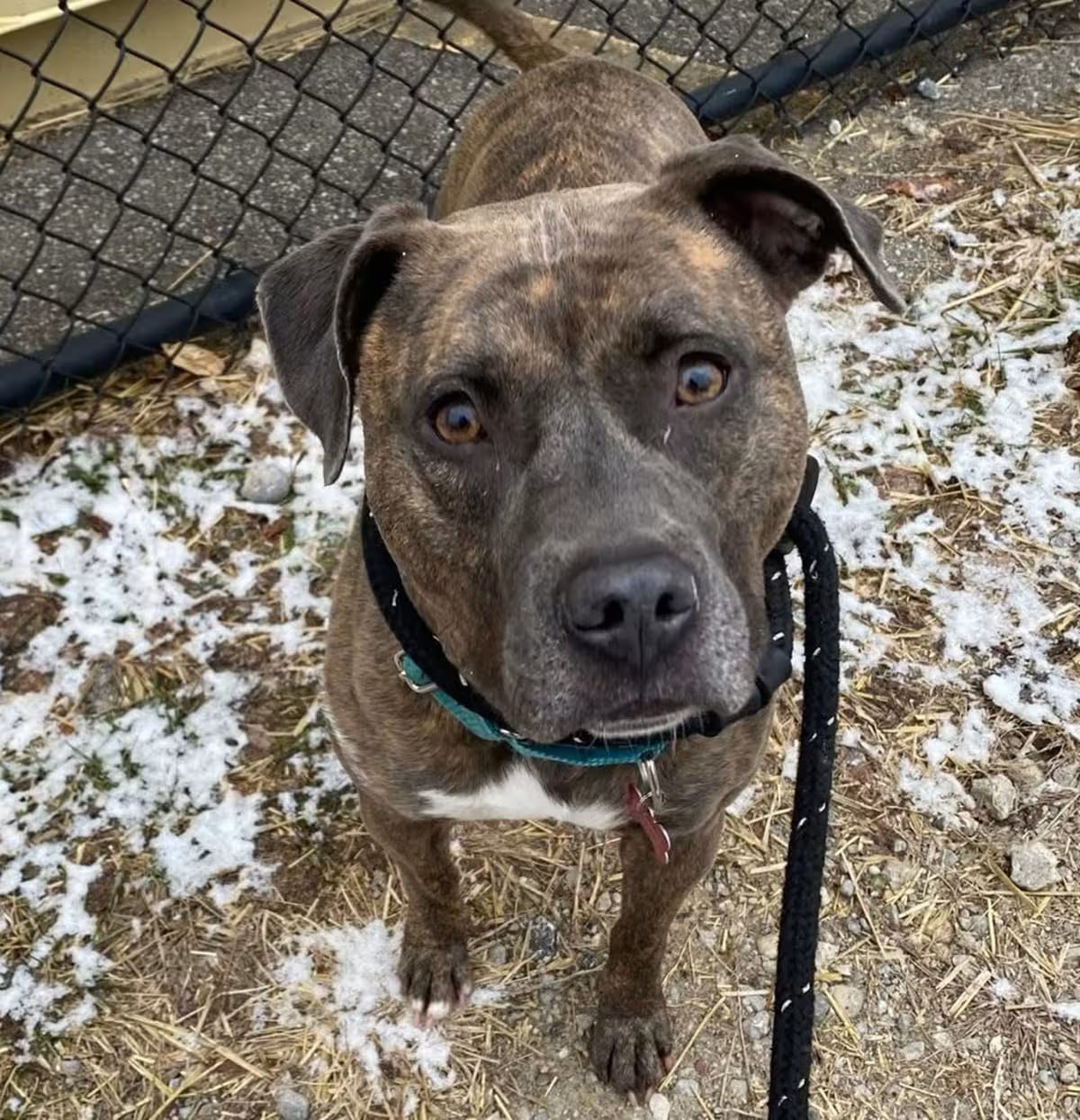 Photo of Bonnie, adoptable Pit Bull Terrier/Mixed Breed (Medium) in St. Clair Shores, Michigan