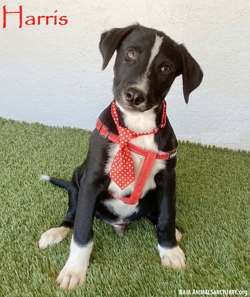 Photo of Harris, adoptable Labrador Retriever in San Diego, California
