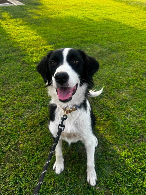 Photo of Sadie Grace, adoptable Border Collie in Paso Robles, California