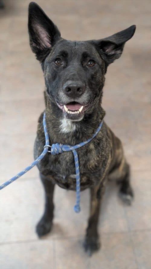 Photo of Boyd, adoptable German Shepherd Dog in Chatsworth, California