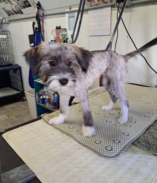 Photo of Sponsor Or, adoptable Schnauzer in Grafton, Wisconsin