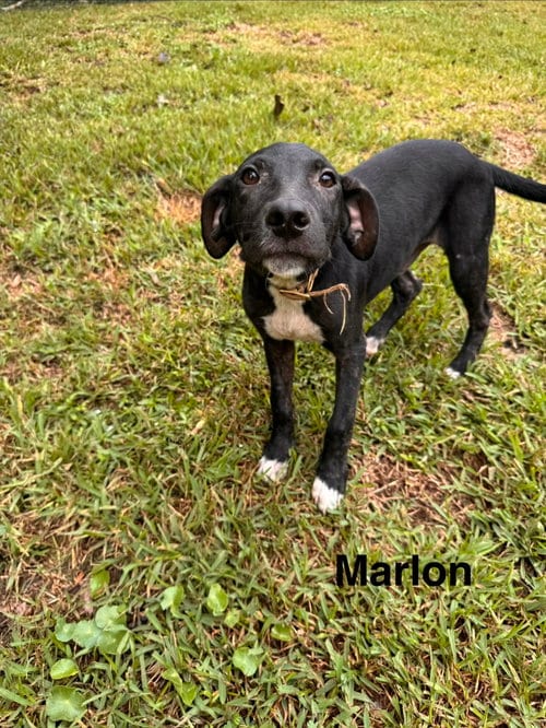 Photo of Marlon, adoptable Unknown breed in Mobile, Alabama