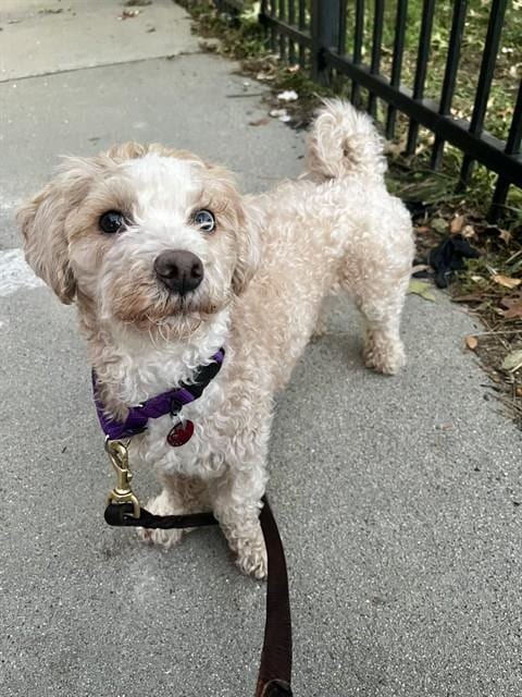 Photo of Coco, adoptable Poodle (Toy) in Boston, Massachusetts