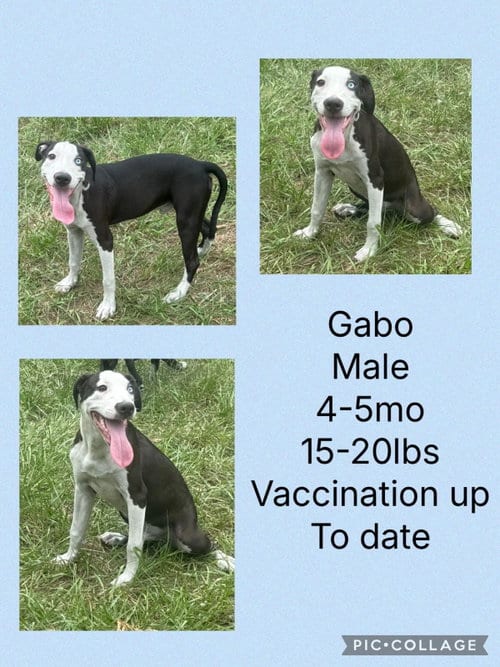Photo of Gabo, adoptable Whippet in Virginia Beach, Virginia