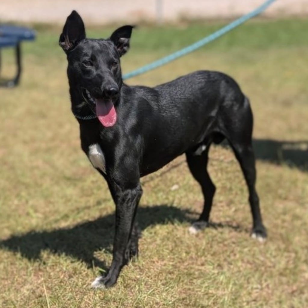 Photo of Apollo, adoptable Australian Kelpie in Bloomfield, Connecticut