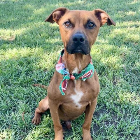Photo of A432744, adoptable American Pit Bull Terrier in Conroe, Texas
