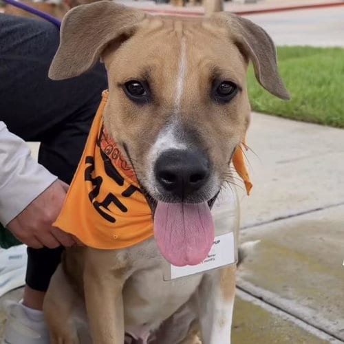 Photo of Paw Patrol Pup - Sky, adoptable Shepherd in San Diego, California