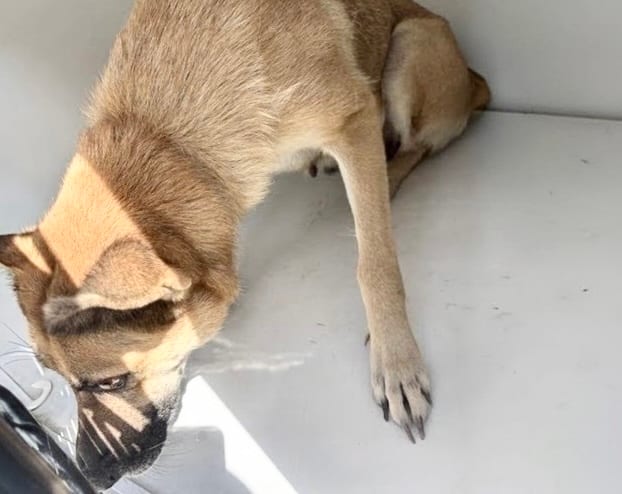 Photo of Senior German Shepherd Dog, adoptable German Shepherd Dog in Houston, Texas
