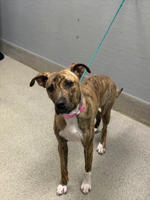 Photo of Sunny, adoptable Pit Bull Terrier in Las Vegas, Nevada