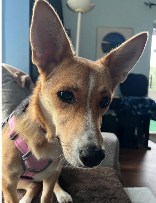 Photo of Birdie, adoptable Corgi in Grafton, Wisconsin