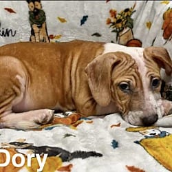 Photo of Dory meet me 10/17, adoptable Hound (Unknown Type) in East Hartford, Connecticut