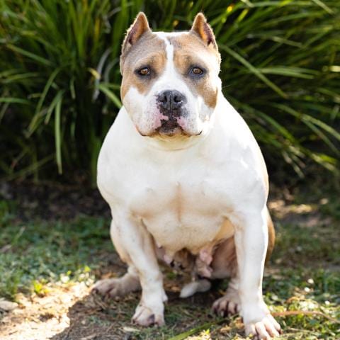 Photo of Ginger, adoptable Pit Bull Terrier in Camarillo, California