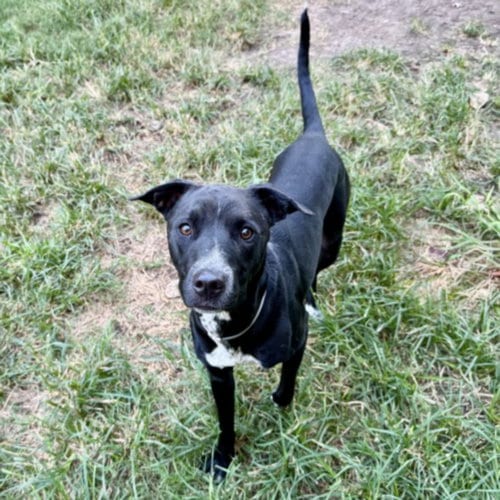 Photo of Bongo, adoptable Labrador Retriever in Houston, Texas