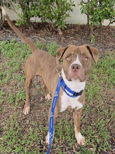Photo of Shy Guy, adoptable American Staffordshire Terrier in Fort Lauderdale, Florida