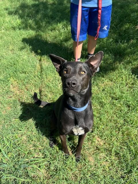Photo of Brynn, adoptable German Shepherd Dog in Sheridan, Texas