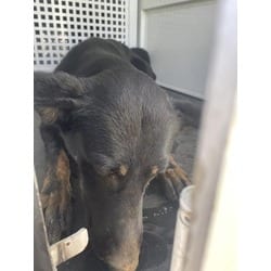 Photo of Sophie, adoptable German Shepherd Dog in Jurupa Valley, California