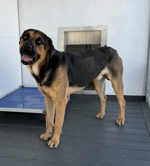 Photo of Buster, adoptable German Shepherd Dog in San Bernardino, California