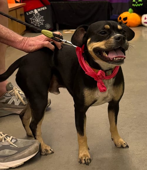 Photo of Rufus Lee, adoptable Australian Kelpie in Atlanta, Georgia